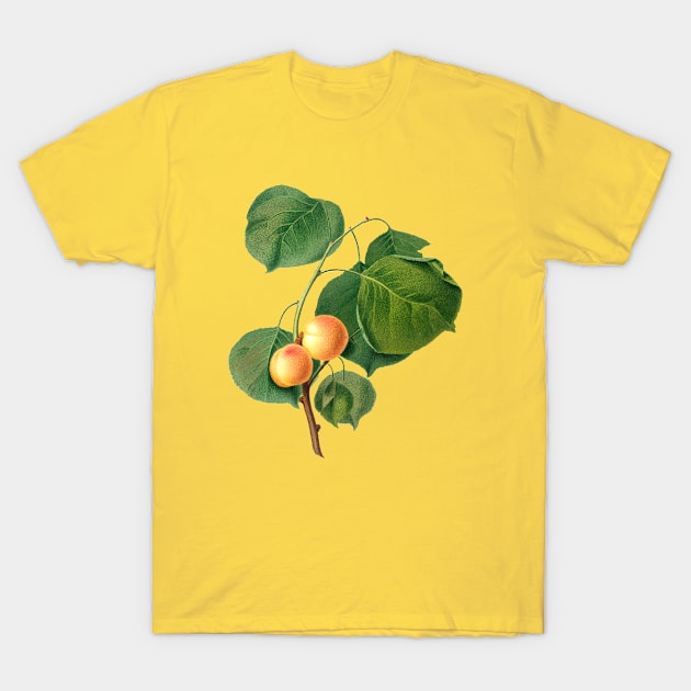 Vintage Botanical Illustration - Yellow Apricot 014 T-Shirt by Holy Rock Design